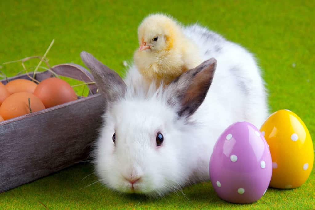 FREE Easter Bunny Photos